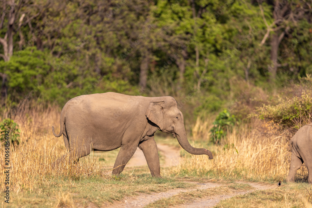 Fototapeta premium Asian elephant crossing a grassland trail in profile before. Jim Corbett National Park Uttarakhand India.