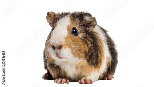 Obraz na plátne Isolated cute tricolor guinea pig looking forward, adorable domestic animal pet