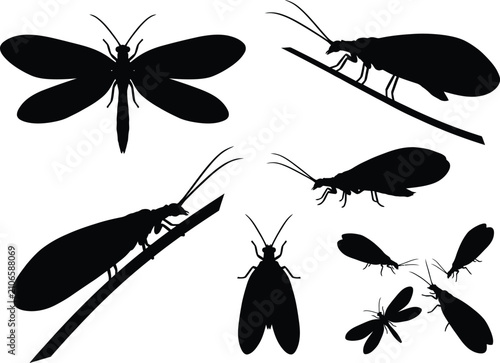 Black Lacewing Insect Silhouette Pattern Vector Illustration Set On Clean White Background Design