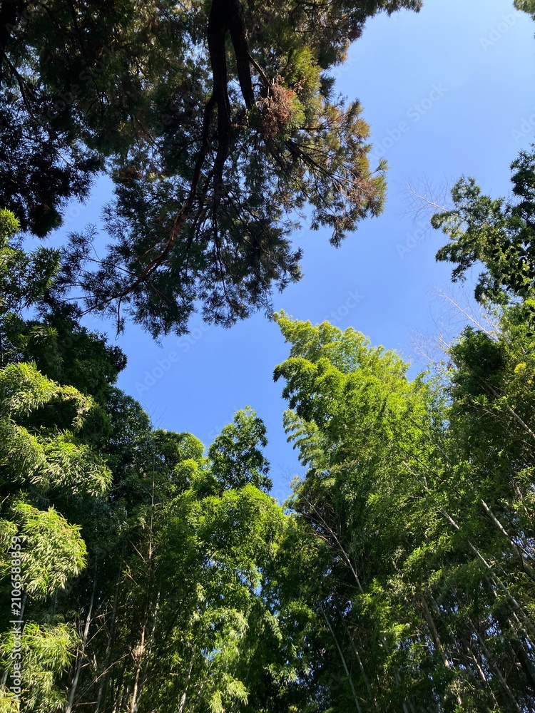 Fototapeta premium Looking up at green bamboo and trees against a vibrant blue sky.