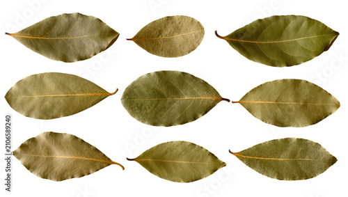 Cuadro en lienzo Isolated dried bay leaves, fragrant aromatic culinary spice for seasoning food a