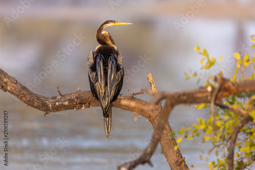 Obraz na płótnie Oriental darter perched with folded wings among branches