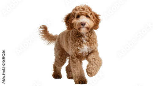 Foto Isolated fluffy young Goldendoodle puppy trotting forward and looking directly a