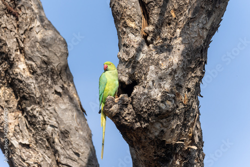 Obraz na płótnie Rose-ringed parakeet clinging to a tree trunk near its nest hole