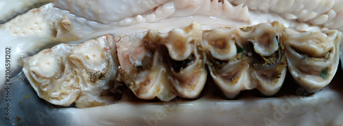 фотографія Herbivore Dentition: Cow Molars and Premolars Adapted for Grinding Plant Materia