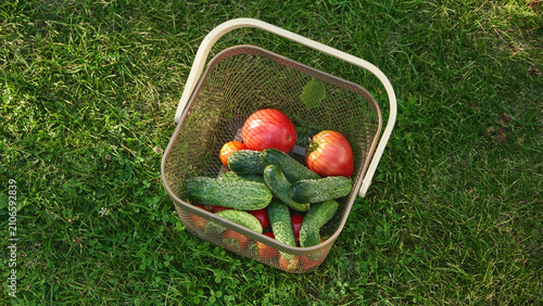 Freshly harvested tomatoes and cucumbers in a wicker basket surrounded by green grass.