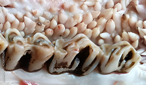 фотографія Herbivore Dentition: Cow Molars and Premolars Adapted for Grinding Plant Materia