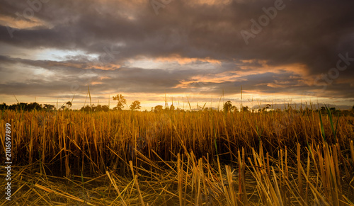 Harvested rice field beneath storm clouds at golden sunset in countryside. Sustainable agriculture, rural farmland, seasonal harvest landscape and food production. Environmental sustainability.