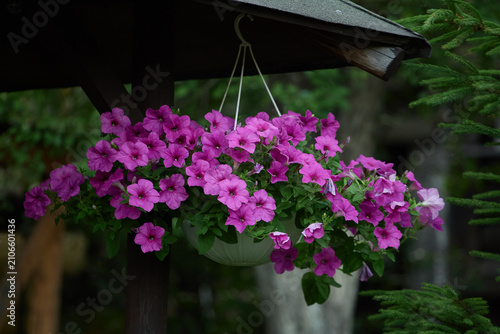 Foto Hanging basket of magenta petunias under wooden shelter with evergreen backgroun