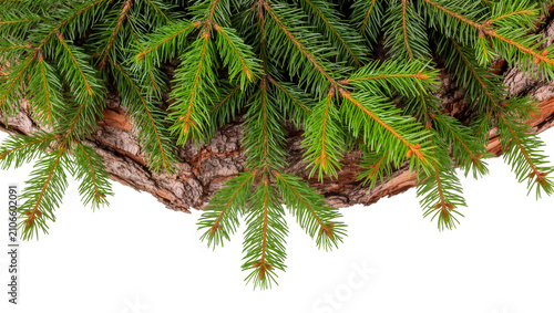 Konstfotografi Isolated fresh green spruce branches with pinecones and natural wood bark, vibra