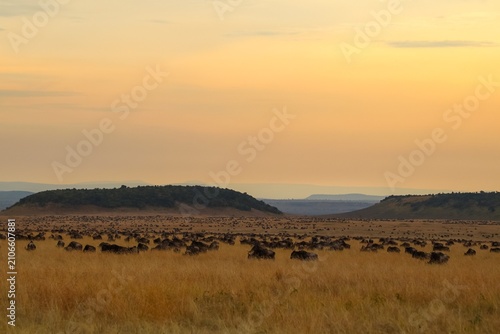 Obraz na plátne Wildebeest herd migrating across vast Kenya savannah at sunset