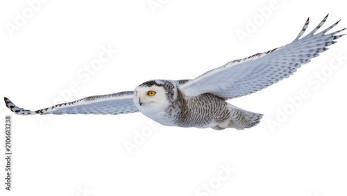 Isolated beautiful majestic snowy owl in elegant flight with powerful wings spread wide