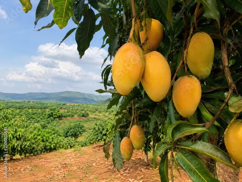 Mango tree with yellow hanging ripe mangos