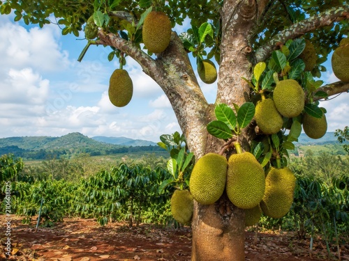 Jackfruit tree with ripe hanging jackfruits on a farm