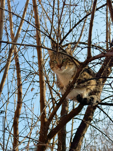 Canvas Print Tabby Cat Perched on a Tree Branch in Winter