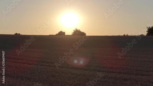 Wheat field in summer in germany in a sunset