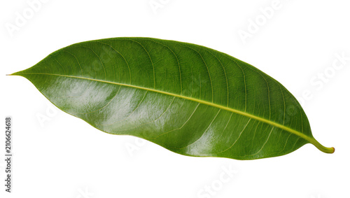 Isolated fresh green mango leaf, vibrant color and intricate venation, natural botany element