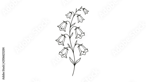 Bild auf Leinwand Delicate Bellflower Stem Illustration - Hand-drawn botanical sketch on white bac