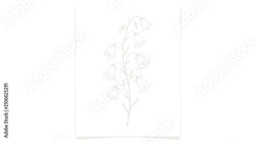 Bild auf Leinwand Delicate white outline of bellflowers on white background