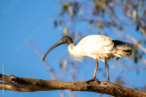 Foto Australian White Ibis Flying Across Clear Blue Sky with Copy Space
