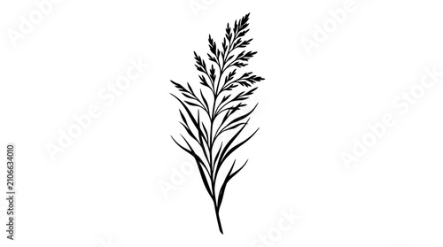 Foto A black and white illustration depicts a singular, detailed plant stem with numerous small leaves branching off, presented against a stark white background