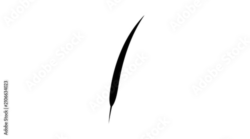 Obraz na płótnie A single, slender black blade of grass or leaf is depicted vertically with a slight curve on a stark white background