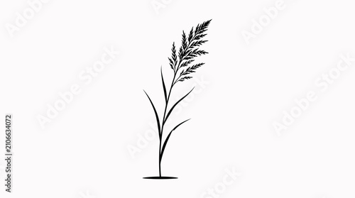 Foto Single black silhouette of a tall, thin reed or grass stalk with a feathery top stands upright against a plain white background