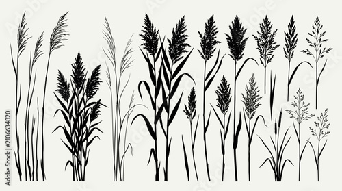 Schilderij op canvas CAD tree lines Black silhouette grass Vintage botanical reed silhouettes, collec