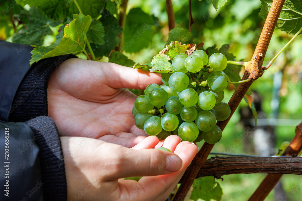 Obraz premium Closeup of hands picking and holding the harvested ripe green grapes from a grape cluster in a Würzburg vineyard 