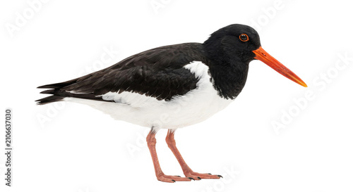 Eurasian Oystercatcher with striking orange beak and black and white plumage