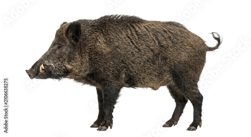 Obraz na płótnie A wild boar stands profile view against a white background, showcasing its tusks