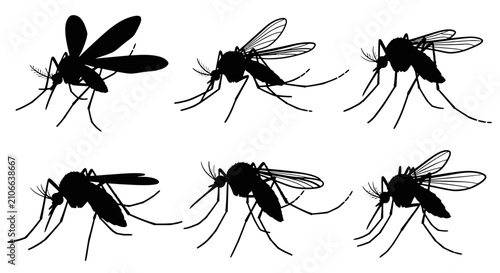Quadro su tela Six black silhouettes of mosquitoes captured in various poses, illustrating their flight and resting positions