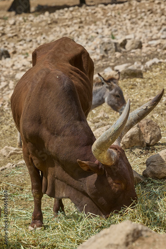 Canvas Print Watusi cattle with large horns feeding in safari reserve