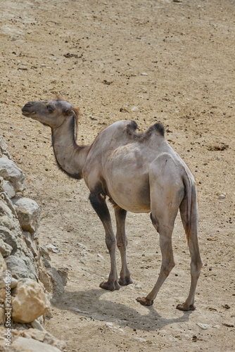 Canvas Print Single dromedary camel walking across arid safari landscape