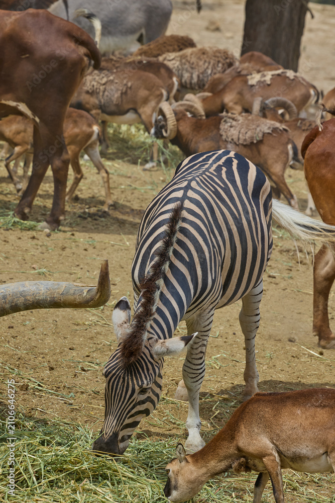Obraz premium Mixed herd of Watusi cattle zebras antelope and donkeys feeding in safari park