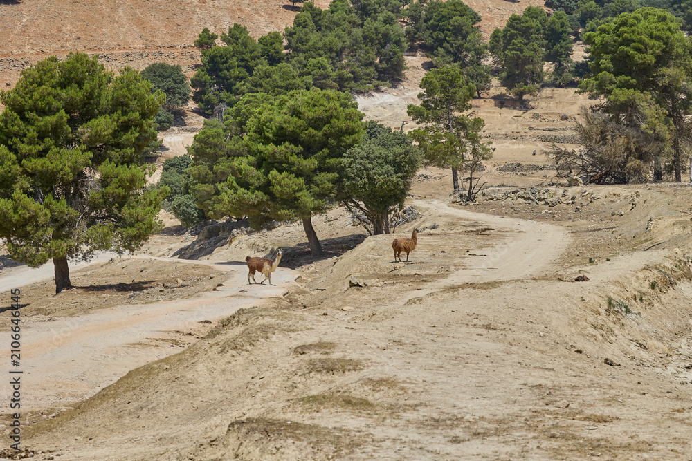 Fototapeta premium Two llamas standing on a dusty road in a wildlife safari park