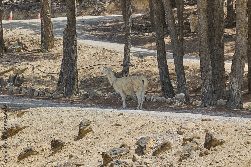 Fototapeta premium White llama standing in dry rocky terrain near forest road