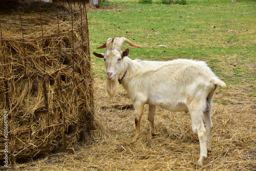 фотографія Male goat at a hay pile