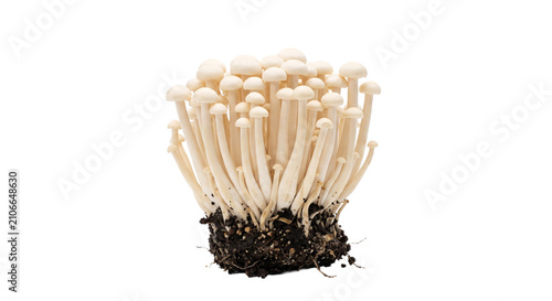 Fotografía Cluster of white enoki mushrooms with roots and soil on a white background