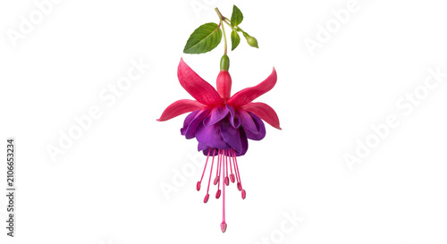 Photography Vibrant fuchsia flower with delicate petals and hanging stamens on a white backg