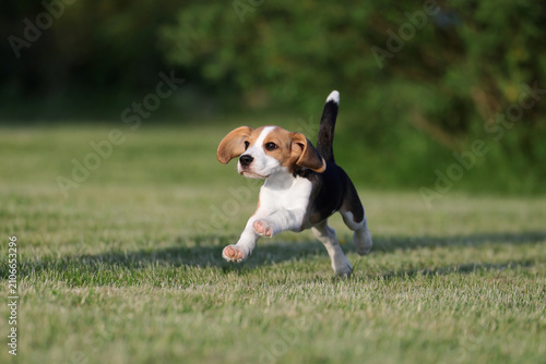 Cute little beagle puppy outdoors