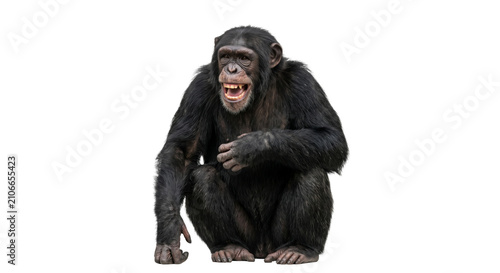 Obraz na plátně A chimpanzee with an open mouth and visible teeth sits on a white background