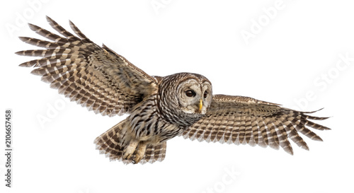 Barred owl in flight with wings spread wide against a clean white background
