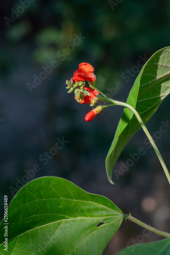 Foto Red runner bean flowers blooming on climbing plant in vegetable garden