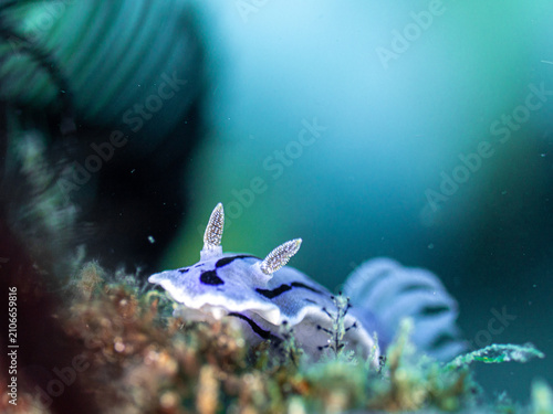 Obraz na plátně Nudibranch