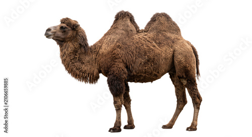 Bild auf Leinwand A detailed profile of a Bactrian camel with two humps against a white background