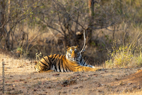 Cuadro en lienzo Bengal tiger resting on a low mound in dry forest and looking