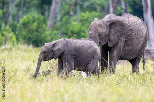 Photography An african elephant and its calf graze together in lush grassland