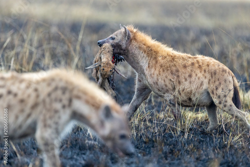 Cuadro en lienzo One spotted hyena carries a bloodied carcass while a second moves