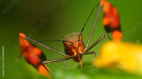 Shield Bug, Chust Bug, Hemiptera, Tropical Rainforest, Napo River Basin, Amazonia, Ecuador, America